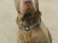 MSPCA column: Criticism of Crufts