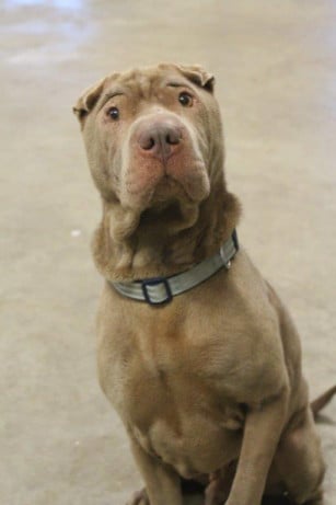 MSPCA column: Criticism of Crufts