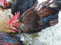 MSPCA column: Birds can help mental well-being