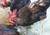MSPCA column: Birds can help mental well-being