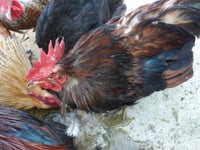 MSPCA column: Birds can help mental well-being