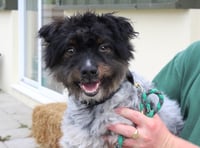 Manx SPCA column: Be wary of puppy farmers