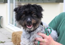 Manx SPCA column: Be wary of puppy farmers