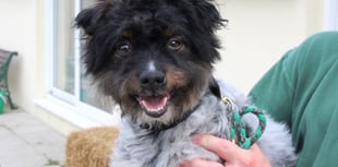 Manx SPCA column: Be wary of puppy farmers