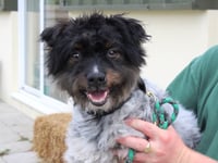 Manx SPCA column: Be wary of puppy farmers