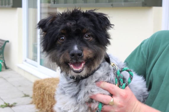 Manx SPCA column: Be wary of puppy farmers