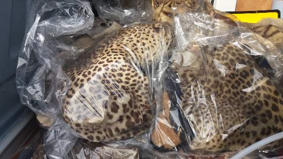 Animal skins seized