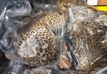 Animal skins seized