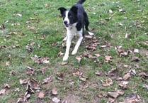 MSPCA column: Pets need care on Bonfire Night