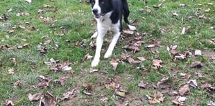 MSPCA column: Pets need care on Bonfire Night
