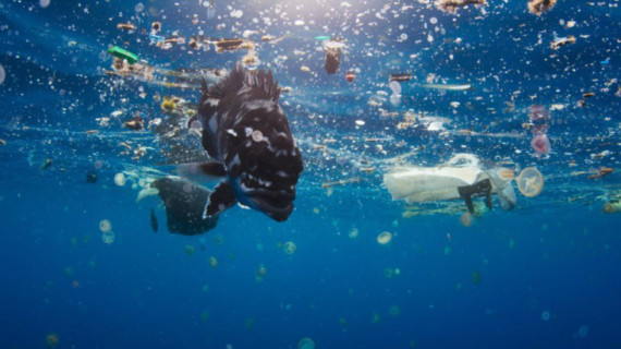 Island charity launches art competition for environmental awareness