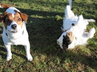 Manx SPCA column: Sheldon and Pixie are looking for new homes