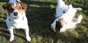 Manx SPCA column: Sheldon and Pixie are looking for new homes