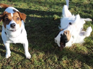 Manx SPCA column: Sheldon and Pixie are looking for new homes