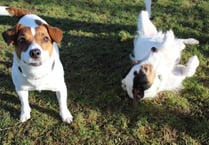 Manx SPCA column: Sheldon and Pixie are looking for new homes