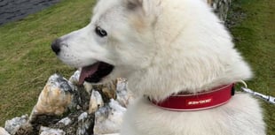 ManxSPCA column: Watch out for hedgehogs in your bonfire