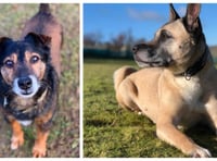 Manx SPCA column: Controversy at Crufts