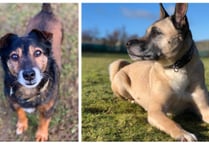 Manx SPCA column: Controversy at Crufts