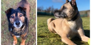 Manx SPCA column: Controversy at Crufts