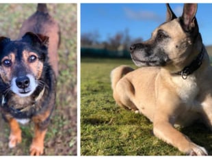Manx SPCA column: Controversy at Crufts