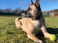 ManxSPCA column: Dogs might not be as bright as you think