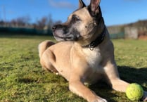 ManxSPCA column: Dogs might not be as bright as you think