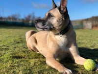 ManxSPCA column: Dogs might not be as bright as you think