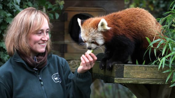It's home sweet home for escapee red panda | iomtoday.co.im