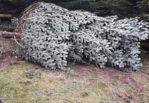 Thieves steal Christmas tree