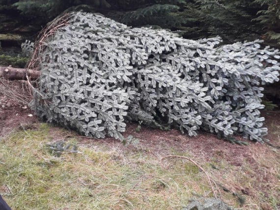 Thieves steal Christmas tree