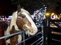 Horses’ Home worker claims unfair dismissal