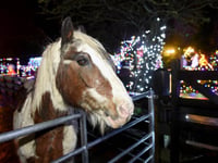 Horses’ Home worker claims unfair dismissal