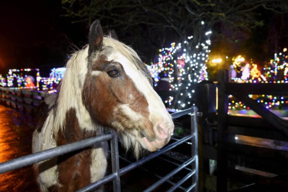 Horses’ Home worker claims unfair dismissal