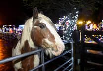 Horses' home accused of unfair dismissal
