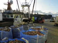 Isle of Man king scallop numbers now among highest since surveys began