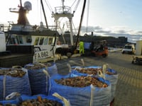 Isle of Man king scallop numbers now among highest since surveys began