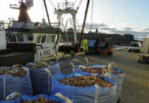 Isle of Man king scallop numbers now among highest since surveys began