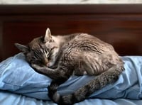 Manx SPCA column: Self-isolating is more bearable if you have a pet