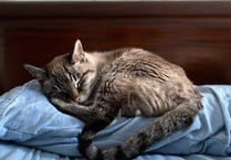 Manx SPCA column: Self-isolating is more bearable if you have a pet