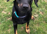 Manx SPCA column: You can download a podcast for your dog