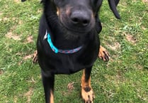 Manx SPCA column: You can download a podcast for your dog