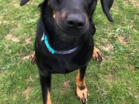 Manx SPCA column: You can download a podcast for your dog