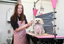 Megan's tears of joy as she returns to work grooming dogs