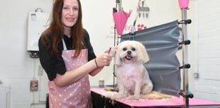 Megan's tears of joy as she returns to work grooming dogs
