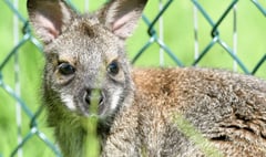 Public can buy tickets for Wildlife Park online now