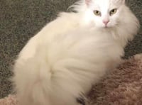 Cat stolen in the south