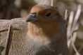 Victory for ornithologists as partridge hunt plan dropped