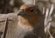 Victory for ornithologists as partridge hunt plan dropped