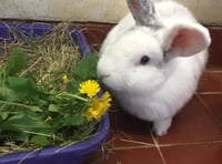 Manx SPCA column: Cushag alert
