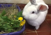 Manx SPCA column: Cushag alert